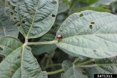 lady beetle (  ) on soybean (Glycine max ) - 5471311