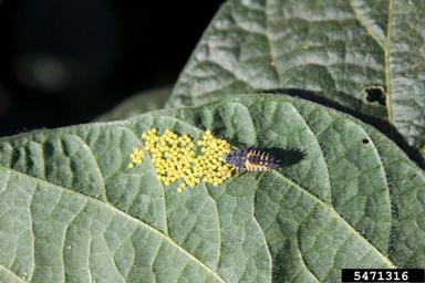 lady beetle (  ) on soybean (Glycine max ) - 5471316