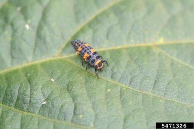 lady beetle (  ) on soybean (Glycine max ) - 5471326