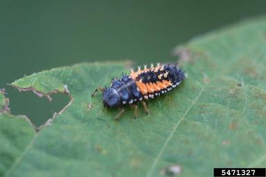 lady beetle (  ) on soybean (Glycine max ) - 5471327