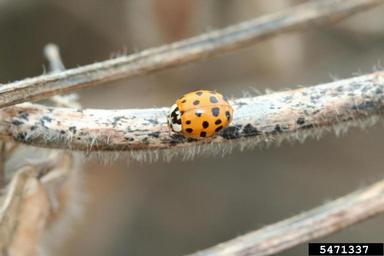 multicolored Asian lady beetle (Harmonia axyridis ) on soybean (Glycine max ) - 5471337