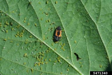 lady beetle (  ) on soybean aphid (Aphis glycines ) - 5471340