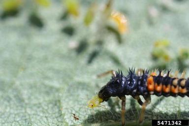 lady beetle (  ) on soybean aphid (Aphis glycines ) - 5471342