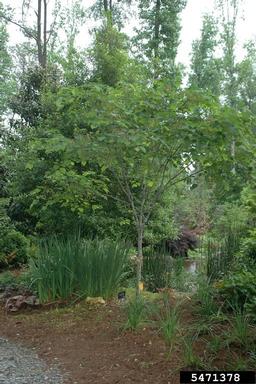 eastern redbud, Cercis canadensis  (Fabales: Fabaceae (Leguminosae)) - 5471378