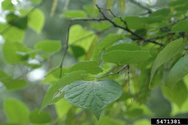 eastern redbud, Cercis canadensis  (Fabales: Fabaceae (Leguminosae)) - 5471381