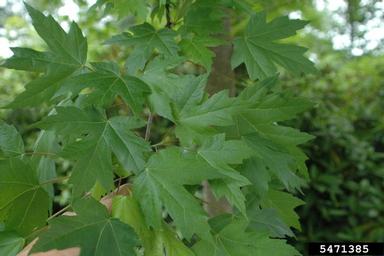 red maple, Acer rubrum  (Sapindales: Aceraceae) - 5471385