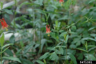 red columbine, Aquilegia canadensis  (Ranunculales: Ranunculaceae) - 5471391