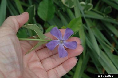 big periwinkle, Vinca major  (Gentianales: Apocynaceae) - 5471399