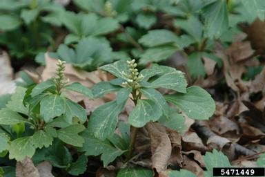 Japanese pachysandra, Pachysandra terminalis  (Euphorbiales: Buxaceae) - 5471449