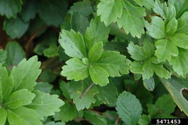 Japanese pachysandra, Pachysandra terminalis  (Euphorbiales: Buxaceae) - 5471453