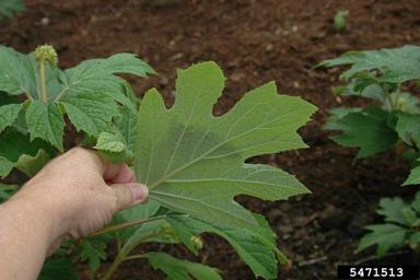 oakleaf hydrangea, Hydrangea quercifolia  (Rosales: Hydrangeaceae) - 5471513