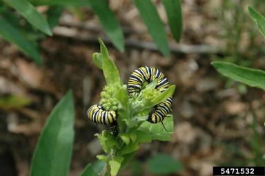 monarch butterfly, Danaus plexippus  (Lepidoptera: Nymphalidae) - 5471532