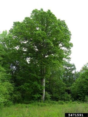 swamp chestnut oak, Quercus michauxii  (Fagales: Fagaceae) - 5471591