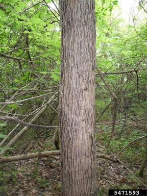swamp chestnut oak, Quercus michauxii  (Fagales: Fagaceae) - 5471593