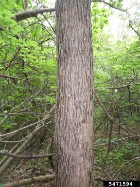 swamp chestnut oak, Quercus michauxii  (Fagales: Fagaceae) - 5471594