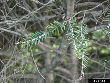 hemlock woolly adelgid, Adelges tsugae  (Hemiptera: Adelgidae) - 5471644