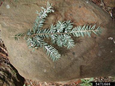 hemlock woolly adelgid, Adelges tsugae  (Hemiptera: Adelgidae) - 5471646