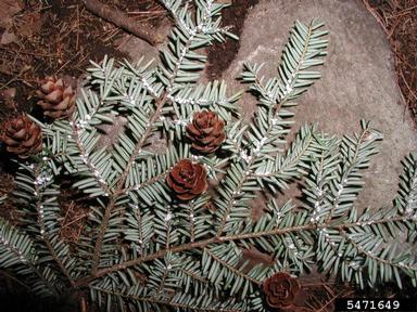hemlock woolly adelgid, Adelges tsugae  (Hemiptera: Adelgidae) - 5471649