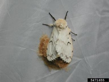gypsy moth, Lymantria dispar  (Lepidoptera: Lymantriidae) - 5471655