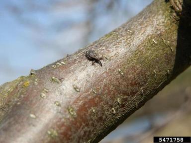 apple blossom weevil (Anthonomus pomorum ) on apple (Malus domestica ) - 5471758