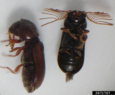 deathwatch beetle, Ptilinus ruficornis  (Coleoptera: Anobiidae) - 5471767