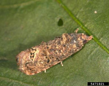 false codling moth, Thaumatotibia leucotreta  (Lepidoptera: Tortricidae) - 5471821