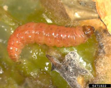 false codling moth, Thaumatotibia leucotreta  (Lepidoptera: Tortricidae) - 5471822