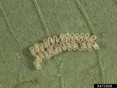kudzu bug, Megacopta cribraria  (Hemiptera: Plataspidae) - 5471828