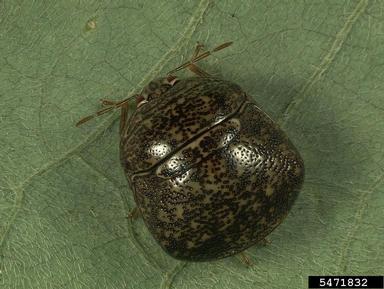 kudzu bug, Megacopta cribraria  (Hemiptera: Plataspidae) - 5471832