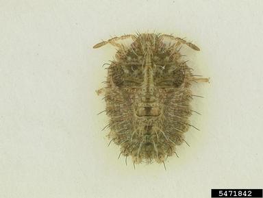 kudzu bug, Megacopta cribraria  (Hemiptera: Plataspidae) - 5471842