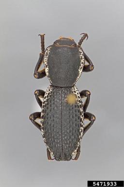Ironclad beetle, Zopherus elegans  (Coleoptera: Zopheridae) - 5471933
