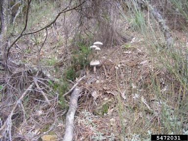 Agaric mushroom, Macrolepiota procera  (Agaricales: Agaricaceae) - 5472031