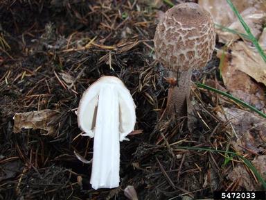 Agaric mushroom, Macrolepiota procera  (Agaricales: Agaricaceae) - 5472033
