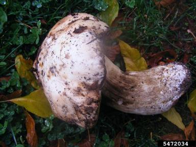 Boletus mushroom, Boletus spp.  (Boletales: Boletaceae) - 5472034