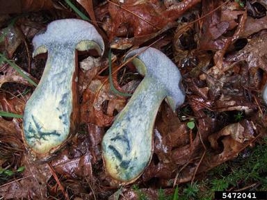 Boletus mushroom, Boletus spp.  (Boletales: Boletaceae) - 5472041