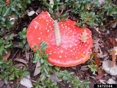 Amanita mushroom, Amanita spp.  (Agaricales: Amanitaceae) - 5472044