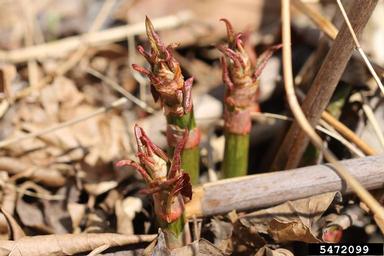 Japanese knotweed, Fallopia japonica  (Polygonales: Polygonaceae) - 5472099