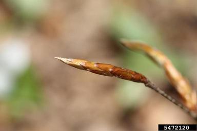 American beech, Fagus grandifolia  (Fagales: Fagaceae) - 5472120