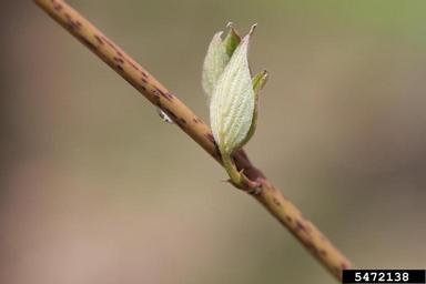 roundleaf dogwood, Cornus rugosa  (Cornales: Cornaceae) - 5472138
