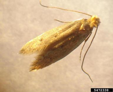 casemaking clothes moth, Tinea pellionella  (Lepidoptera: Tineidae) - 5472338