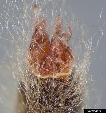 capeweed, Arctotheca calendula  (Asterales: Asteraceae) - 5472427