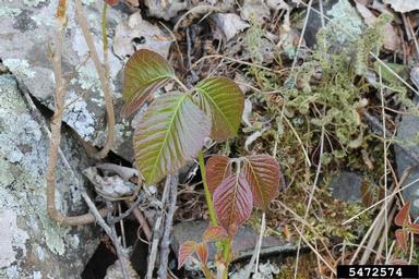 eastern poison-ivy, Toxicodendron radicans  (Sapindales: Anacardiaceae) - 5472574