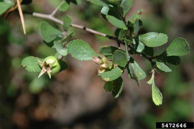 dwarf hawthorn, Crataegus uniflora  (Rosales: Rosaceae) - 5472646
