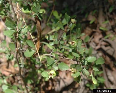 dwarf hawthorn, Crataegus uniflora  (Rosales: Rosaceae) - 5472647
