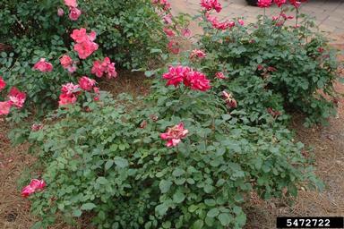 rose, Rosa spp.  (Rosales: Rosaceae) - 5472722