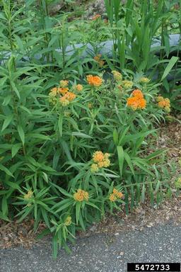 butterfly milkweed, Asclepias tuberosa  (Gentianales: Asclepiadaceae) - 5472733