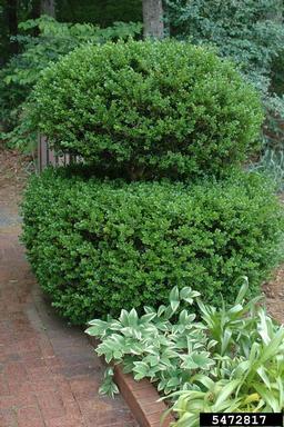 littleleaf boxwood, Buxus microphylla  (Euphorbiales: Buxaceae) - 5472817