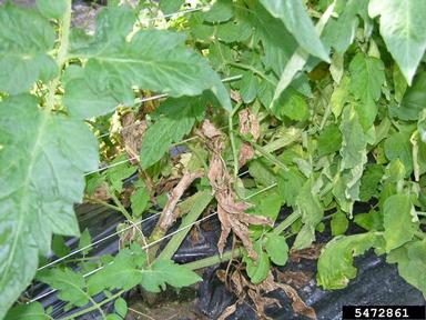 Sclerotinia rot (Sclerotinia sclerotiorum ) on garden tomato (Solanum lycopersicum ) - 5472861