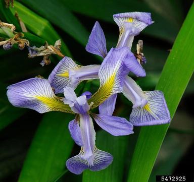 blueflag iris, Iris versicolor  (Liliales: Iridaceae) - 5472925