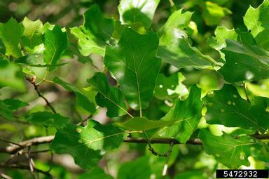 blackjack oak, Quercus marilandica  (Fagales: Fagaceae) - 5472932